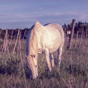 Photographie Animalière